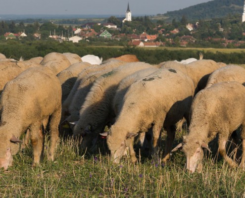 Ligeti Sheep Farm