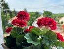 IMG-3040_1200px