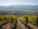 vinito-boraszat-02