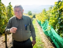vinito-boraszat-05