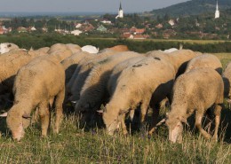 Ligeti Sheep Farm